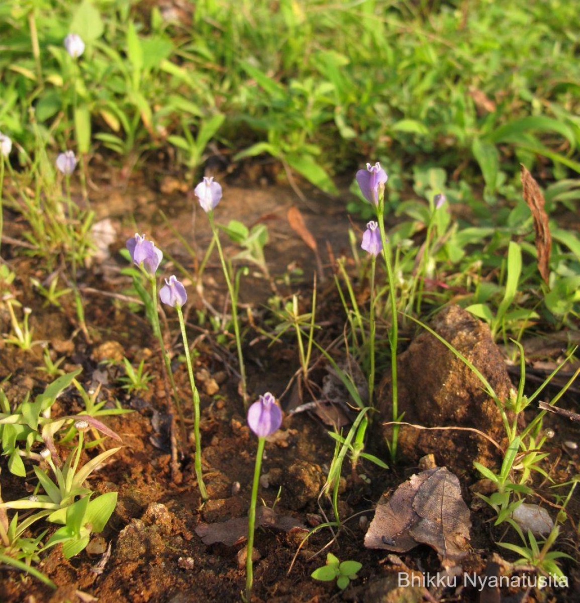 Burmannia pusilla (Miers) Thwaites